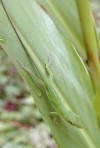 tn_anole.jpg (5485 bytes)