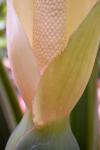 tn_elephantflower.jpg (3039 bytes)