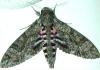 tn_sphinx.moth.jpg (2447 bytes)
