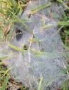 tn_wetweb.jpg (4191 bytes)