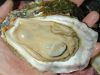 tn_huge.oyster.jpg (3063 bytes)