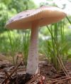 tn_pine.mushroom.jpg (4351 bytes)