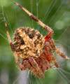 tn_leopard.spider.jpg (3289 bytes)