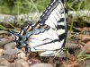 tn_tiger.swallowtail.jpg (4268 bytes)