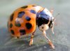 tn_ladybug.grooming..jpg (3058 bytes)