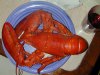 tn_red.lobster.jpg (3940 bytes)