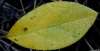 tn_azalea.leaf.jpg (1686 bytes)