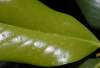 tn_magnolia.leaf.jpg (1701 bytes)