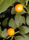 tn_orange.berry.jpg (5588 bytes)