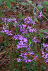 tn_purple.flowers.jpg (29249 bytes)