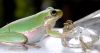 tn_frog.jewel.jpg (2289 bytes)