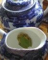 tn_frog.sugar.jpg (4396 bytes)