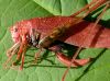 tn_redkatydid.jpg (3368 bytes)