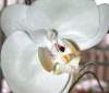 tn_fake.orchid.jpg (2262 bytes)