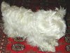 tn_poofhound.jpg (3391 bytes)