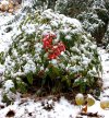 tn_snowshadow.jpg (7019 bytes)