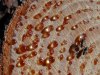tn_aphid.sap.jpg (4384 bytes)