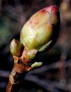 tn_wild.azalea.bud.jpg (4570 bytes)