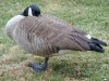 tn_cold.goose.jpg (3852 bytes)
