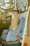 tn_deer.safe.jpg (6576 bytes)