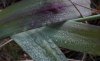 tn_dewleaves.jpg (2685 bytes)