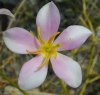 tn_duneflower.jpg (3911 bytes)
