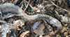 tn_bbsnake.jpg (2176 bytes)