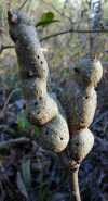 tn_galls.jpg (4159 bytes)