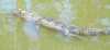 tn_gator.jpg (1172 bytes)