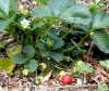tn_walnut.berries.jpg (2922 bytes)