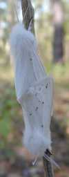 tn_passionmoths.jpg (3120 bytes)