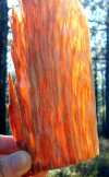 tn_pineflame.jpg (3677 bytes)
