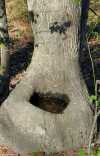 tn_sweetgums.jpg (3553 bytes)