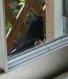 tn_towhee.jpg (2322 bytes)