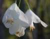 tn_whiteblossoms.jpg (1698 bytes)