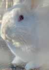 tn_whiterabbit.jpg (1818 bytes)