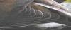tn_dovewing.jpg (1600 bytes)