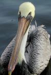 tn_pelicanbeak.jpg (4717 bytes)