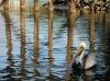 tn_pelicanpilings.jpg (3575 bytes)