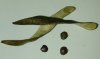 tn_seedpod.jpg (2044 bytes)