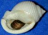 tn_50shell.jpg (3243 bytes)