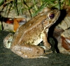 tn_bronzefrog.jpg (12770 bytes)