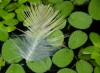 tn_feather.duckweed.jpg (4661 bytes)