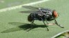 tn_fly.jpg (2763 bytes)