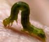 tn_inchworm.jpg (2215 bytes)