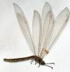 tn_mysteryfly.jpg (2075 bytes)
