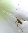 tn_vortexbug.jpg (2328 bytes)