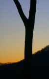 tn_fibonacci.tree.jpg (2526 bytes)