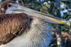 tn_pelican.jpg (3423 bytes)