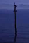 tn_pelicanblur.jpg (1677 bytes)